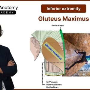 Gluteus Maximus