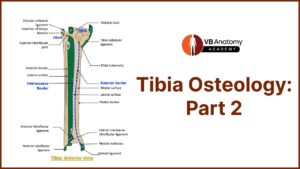 Tibia Anatomy- Part 2