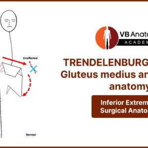 Trendelenburg Test for Gluteal muscles