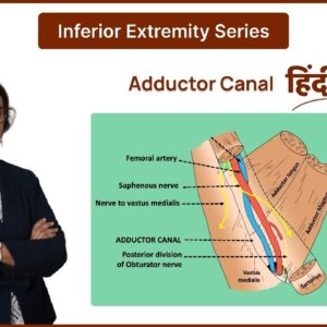 Adductor Canal- Hindi