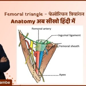 Femoral Triangle- Hindi